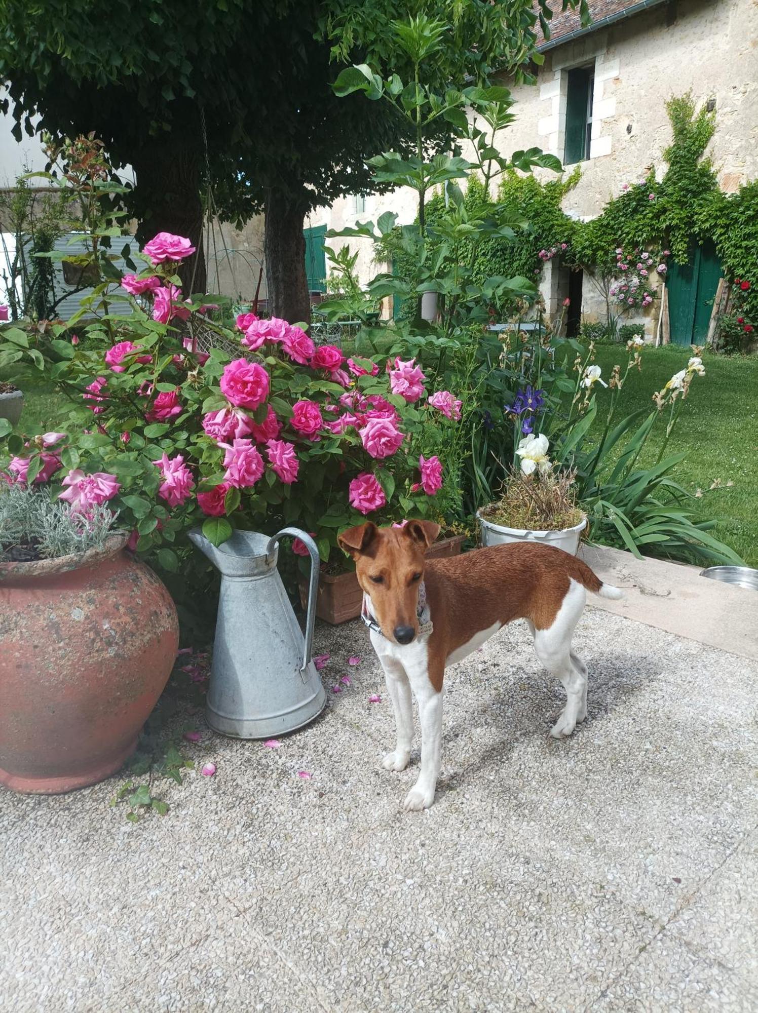 Le Relais Des Roses- Chambres D'Hotes Vatan Dış mekan fotoğraf